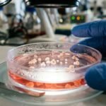 Brain Organoid Consciousness: The Evidence, a Test, and the Law