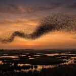 Panpsychism Combination Problem: Can Tiny Experiences Make a Mind?