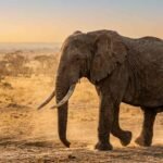 Peto’s Paradox: Why Don’t Elephants and Whales Get More Cancer?